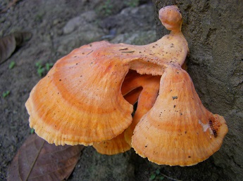 Mushrooms in the Amazon